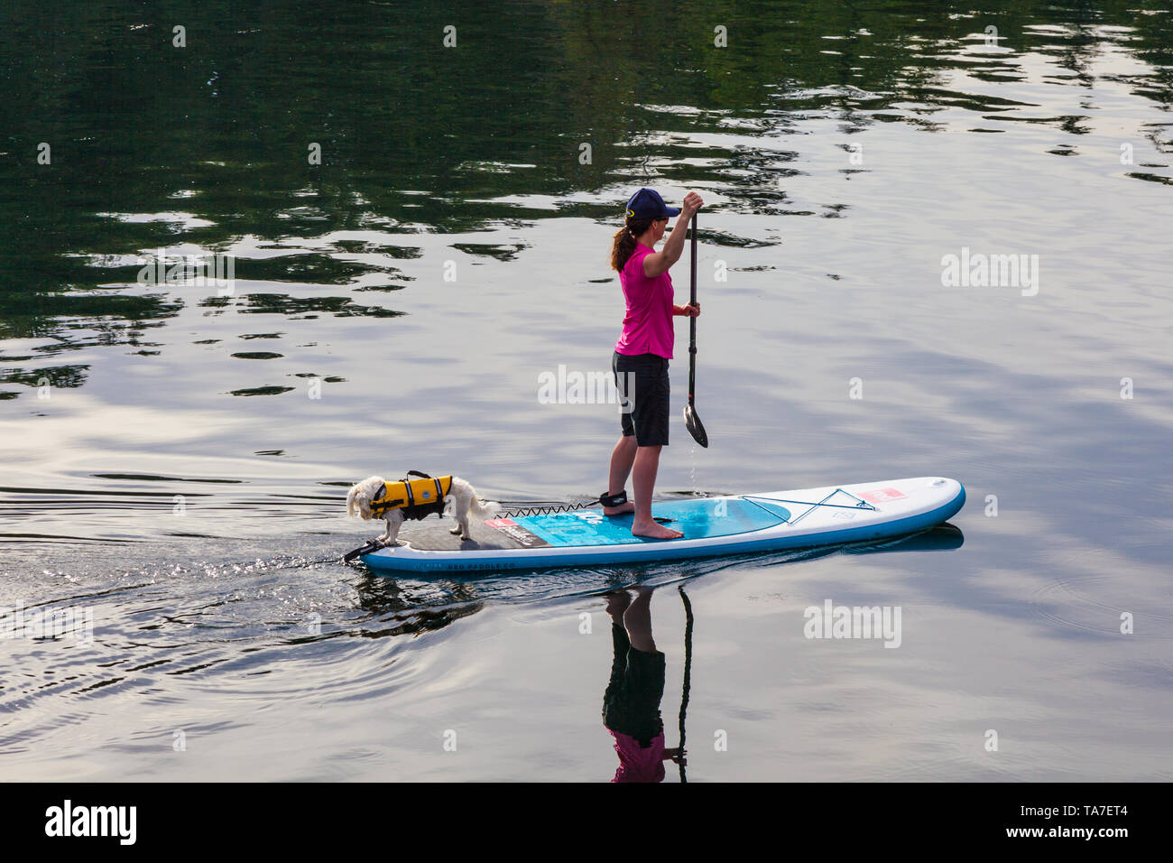 Paddle boarding with the family pet in the sheltered waters of Secret Cove on the Sunshine Coast of British Columbia Stock Photo