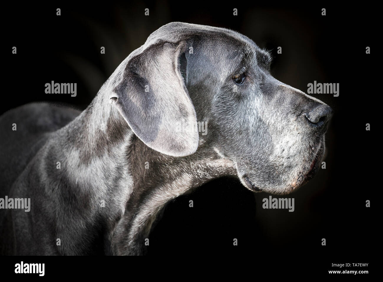 Great Dane. Portrait of old dog, seen against a black background. Germany Stock Photo