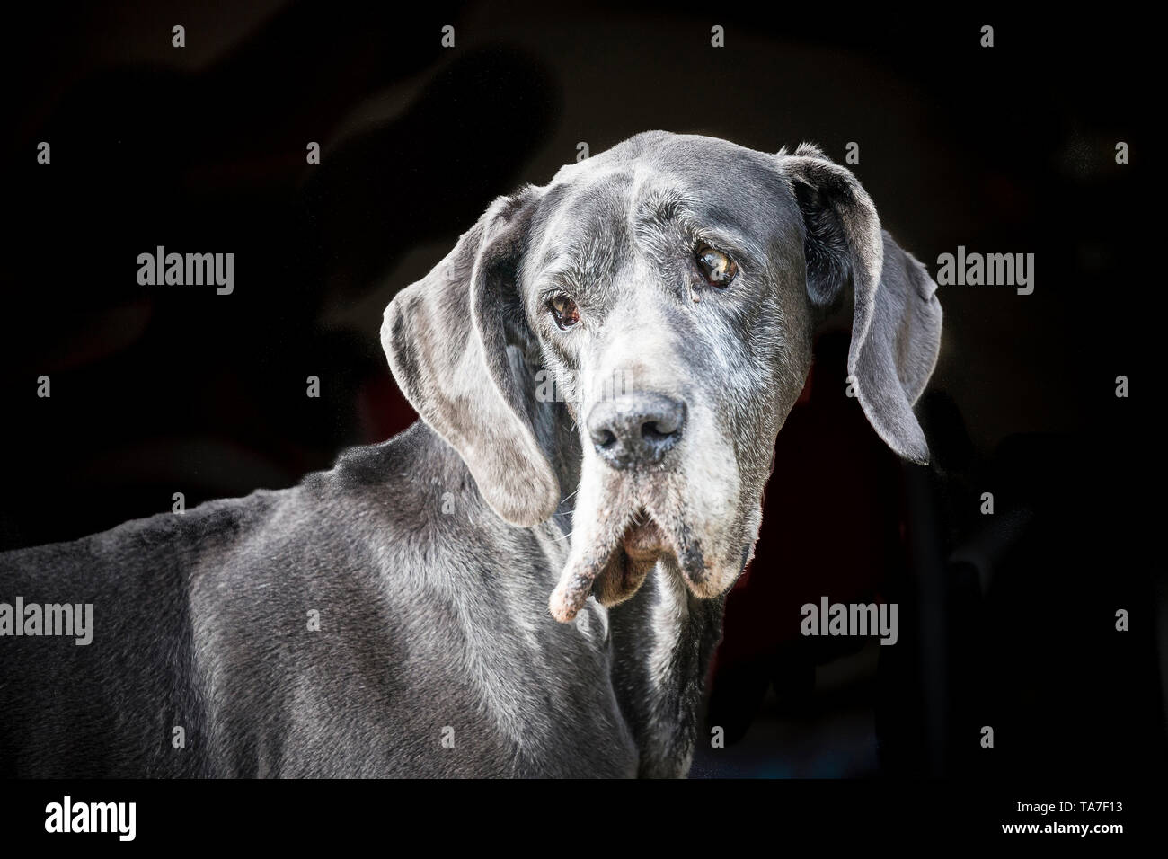 Great Dane. Portrait of old dog, seen against a black background. Germany Stock Photo