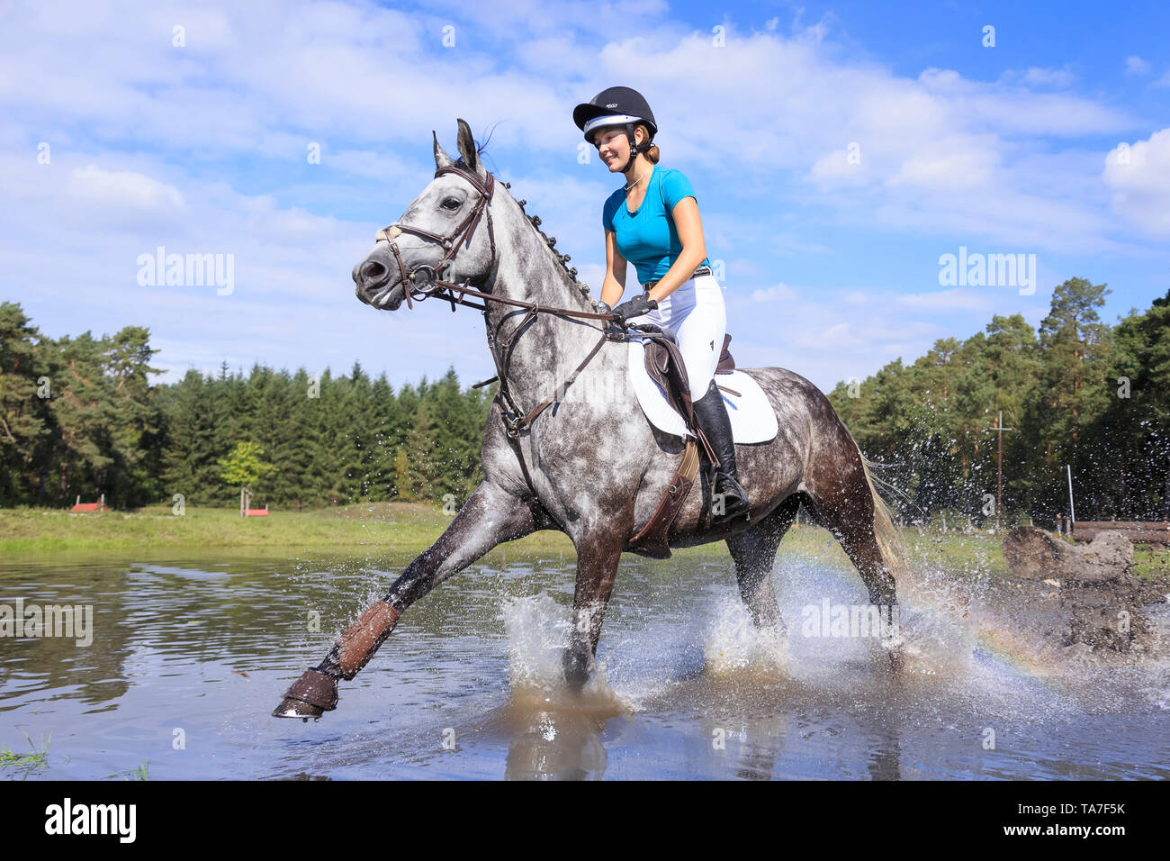 Trakehner. Rider on juvenile grey horse during a cross-country ride, galloping through water. Germany Stock Photo