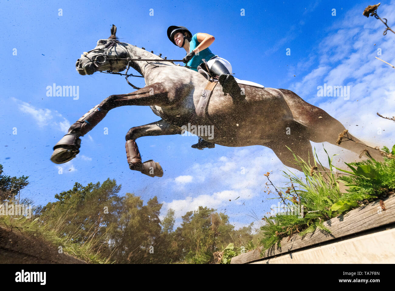 Trakehner. Rider on juvenile grey horse clearing an obstacle during a cross-country ride. Germany Stock Photo