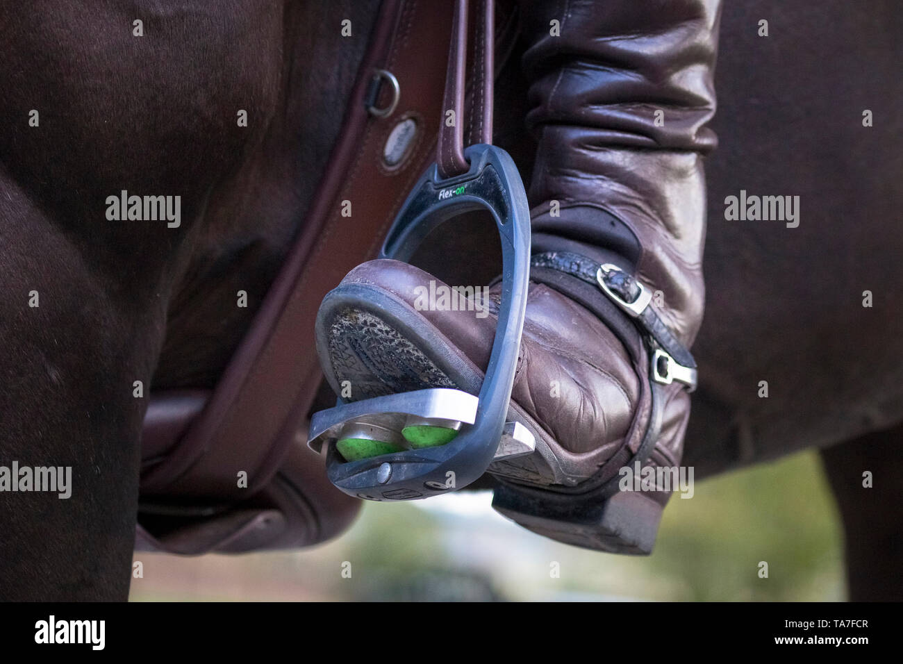 Riding boot in stirrup-iron. Germany. Stock Photo