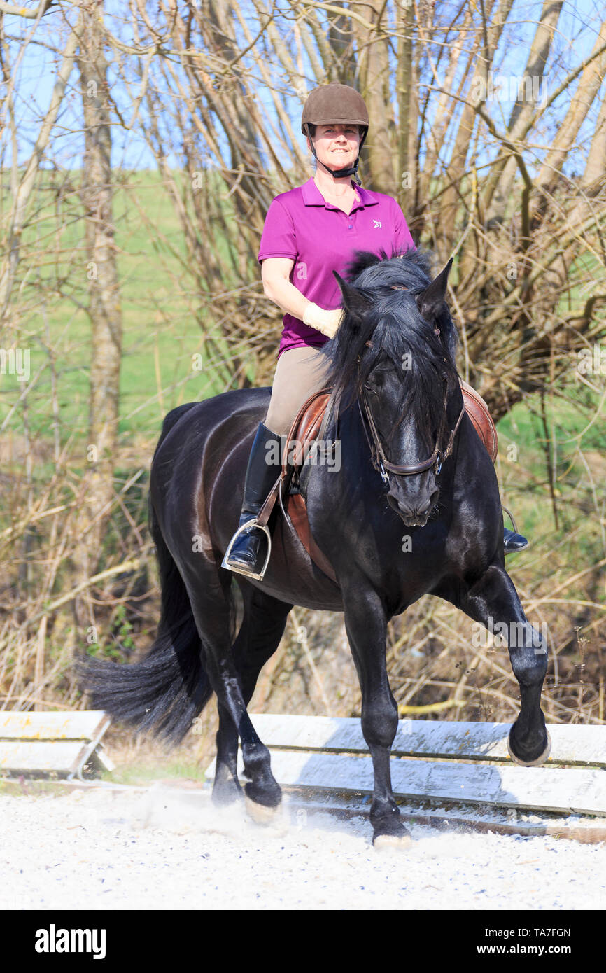 Pure Spanish Horse, Andalusian. Black stallion with rider in a trot, shoulderfore. Germany Stock Photo