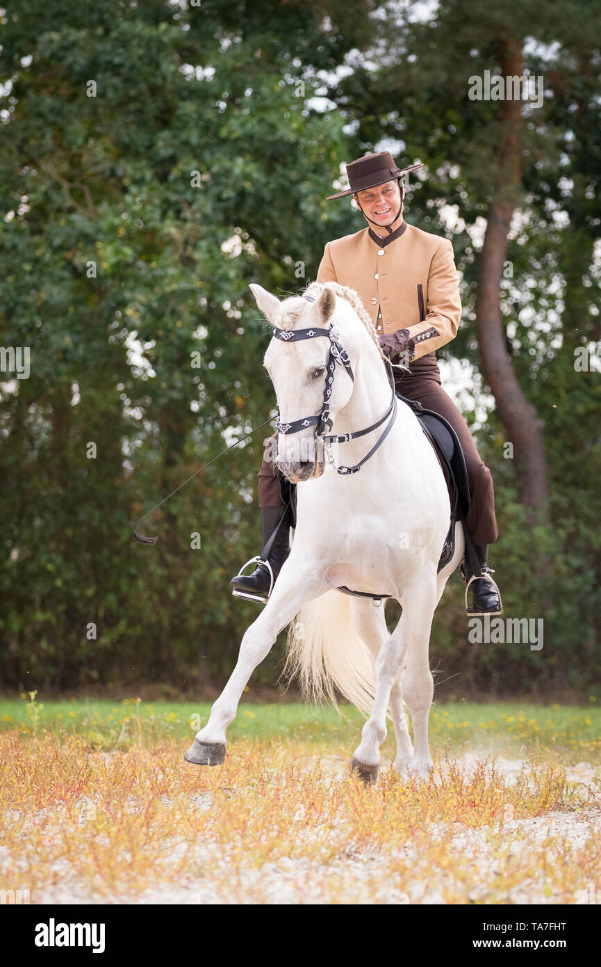 Pure Spanish Horse, PRE, Cartusian Andalusian Horse. Germany Stock Photo