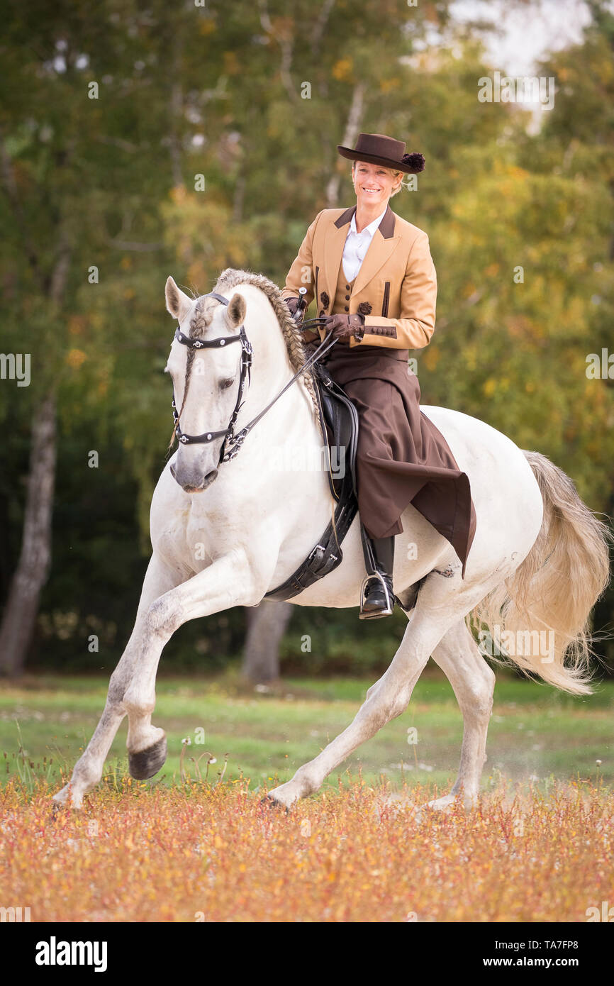 Pure Spanish Horse, PRE, Cartusian Andalusian Horse. Rider in traditional dress on a gray stallion in a gallop. Germany Stock Photo