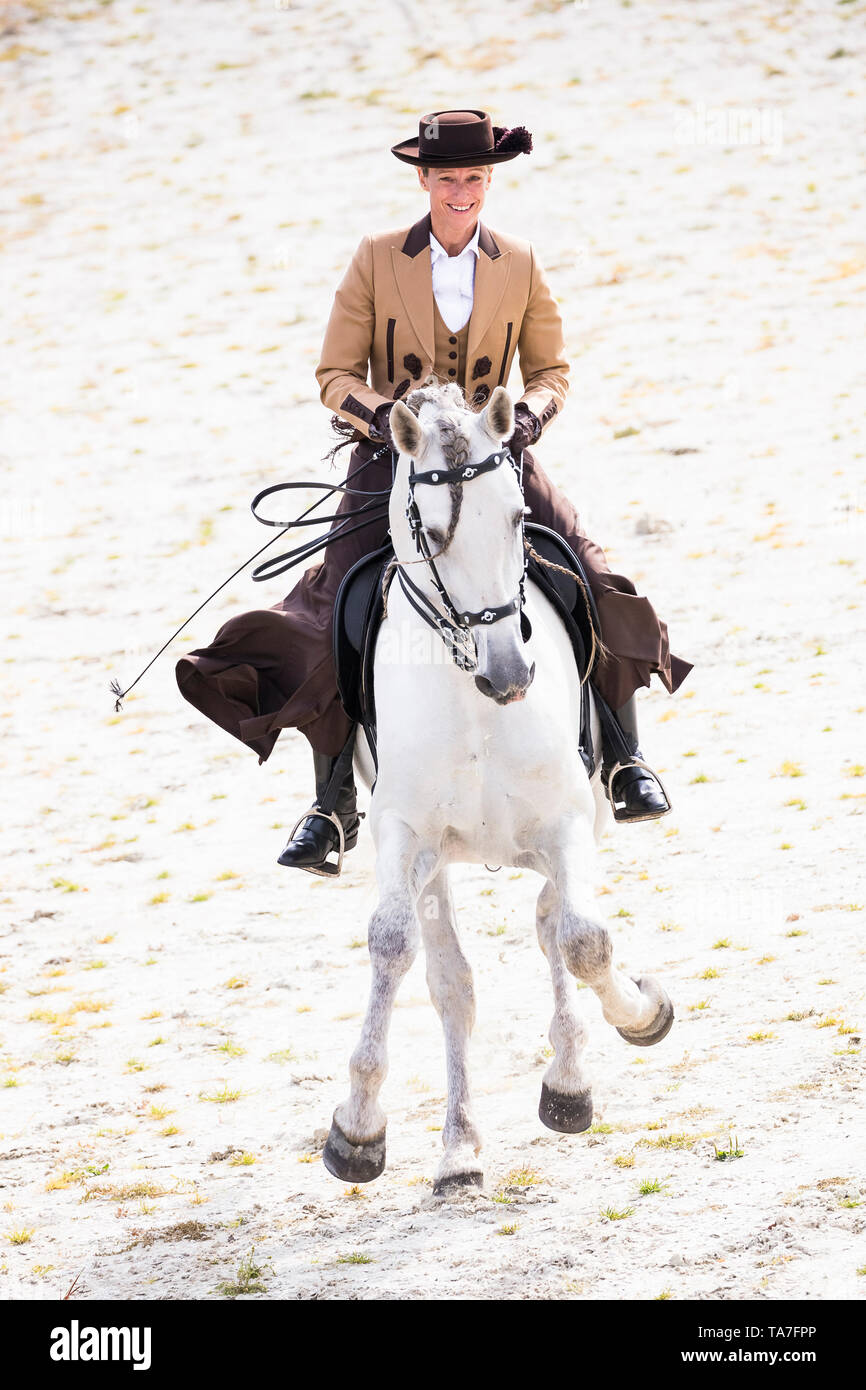 Pure Spanish Horse, PRE, Cartusian Andalusian Horse. Rider in traditional dress on a gray stallion performing the Spanish Walk. Germany Stock Photo