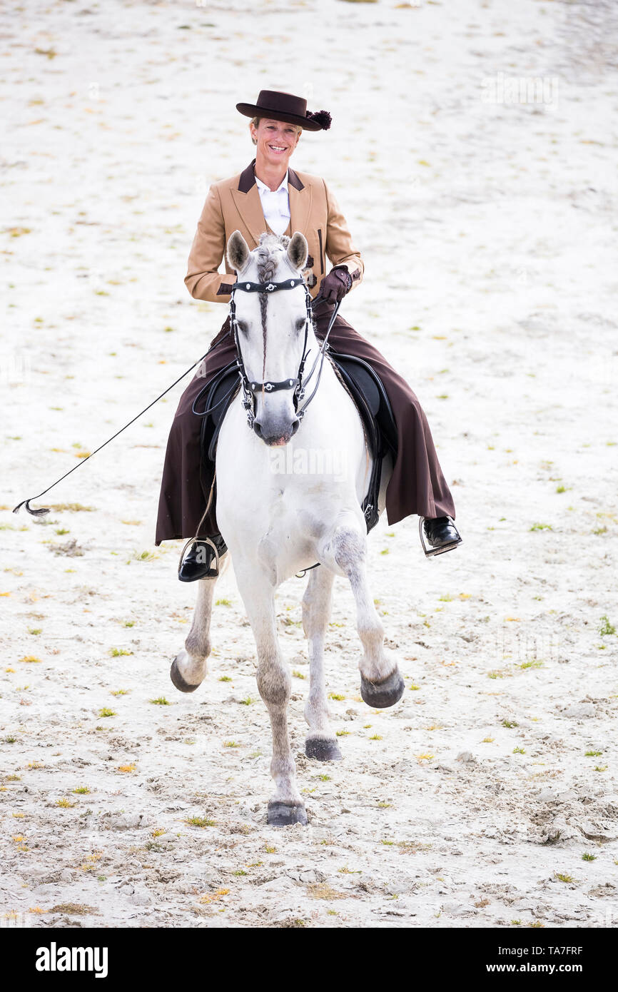 Pure Spanish Horse, PRE, Cartusian Andalusian Horse. Rider in