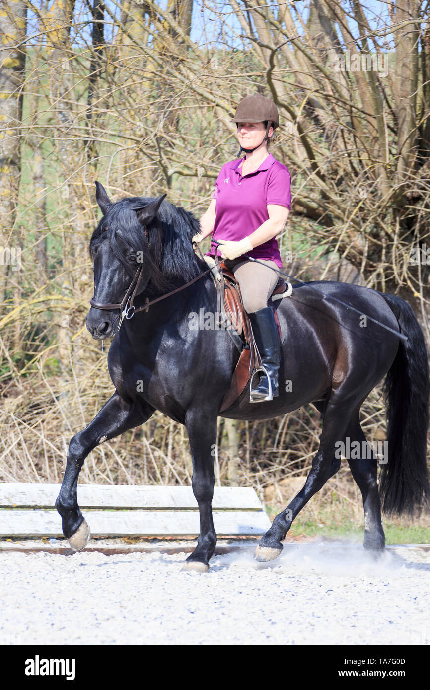 Pure Spanish Horse, Andalusian. Black stallion with rider in a trot. Germany Stock Photo