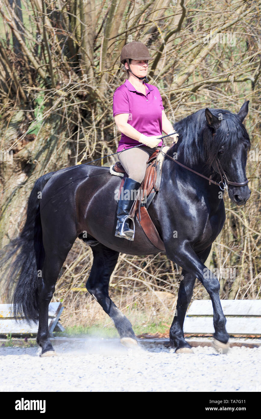 Pure Spanish Horse, Andalusian. Black stallion with rider in a trot, bend of longitudinal axis in direction of movement. Germany Stock Photo