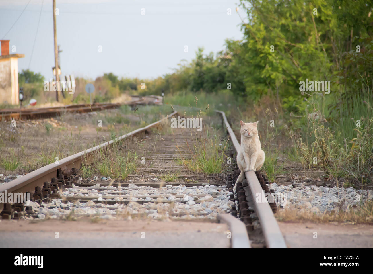 Beautiful cat sitting peacefully at railway track, near Novi Becej city, Vojvodina (Serbia) Stock Photo