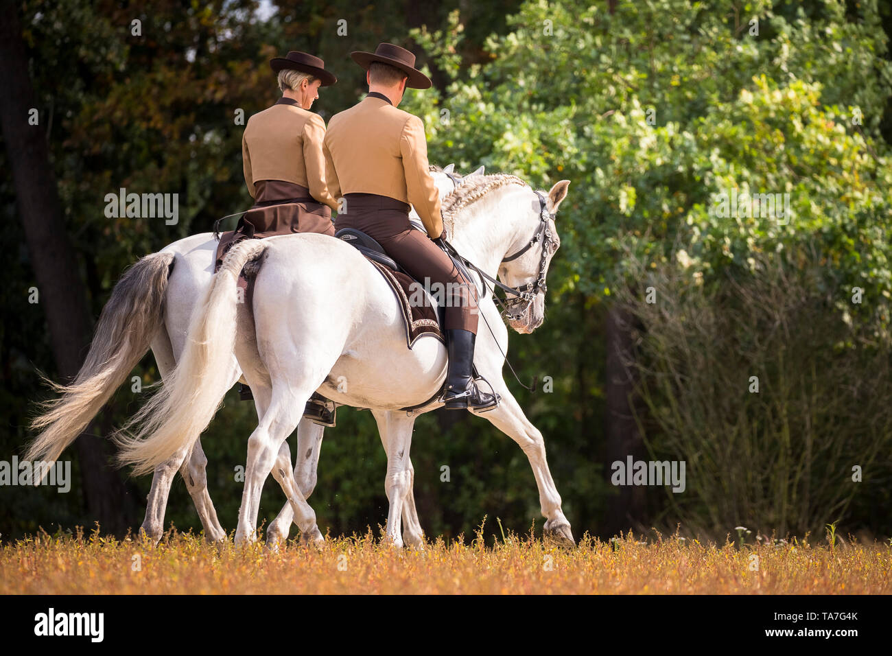 Pure Spanish Horse, PRE, Cartusian Andalusian Horse. Riders in traditional dress on gray stallions performing a Pas Des Deux. Germany Stock Photo