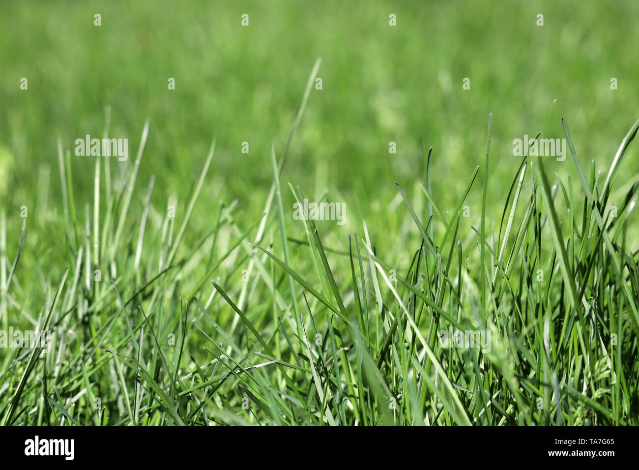 Fresh green grass, selective focus. Bright spring nature background, sunny meadow texture Stock Photo