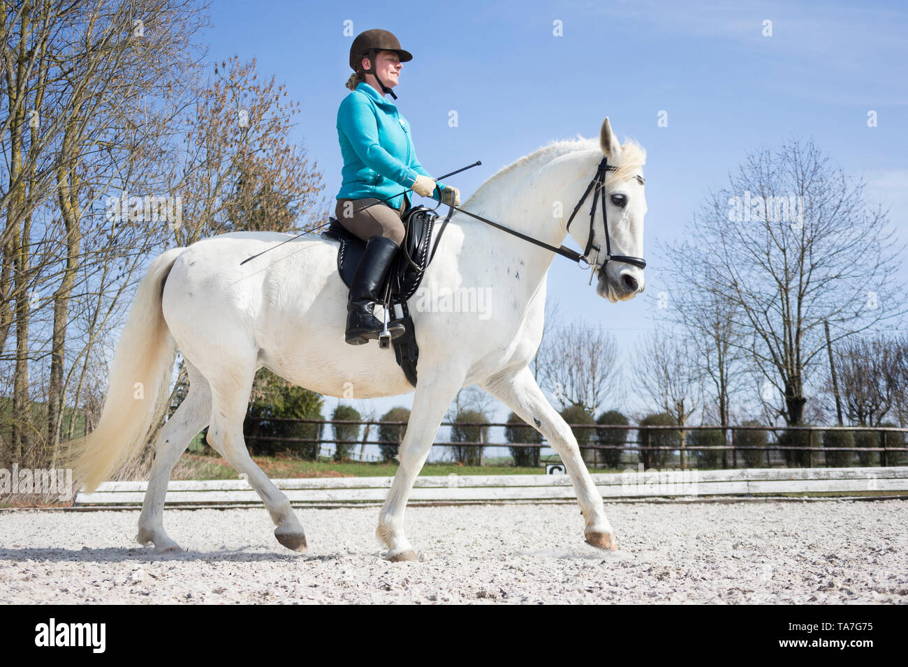Lipizzan. Mare with rider in a trot. Germany Stock Photo