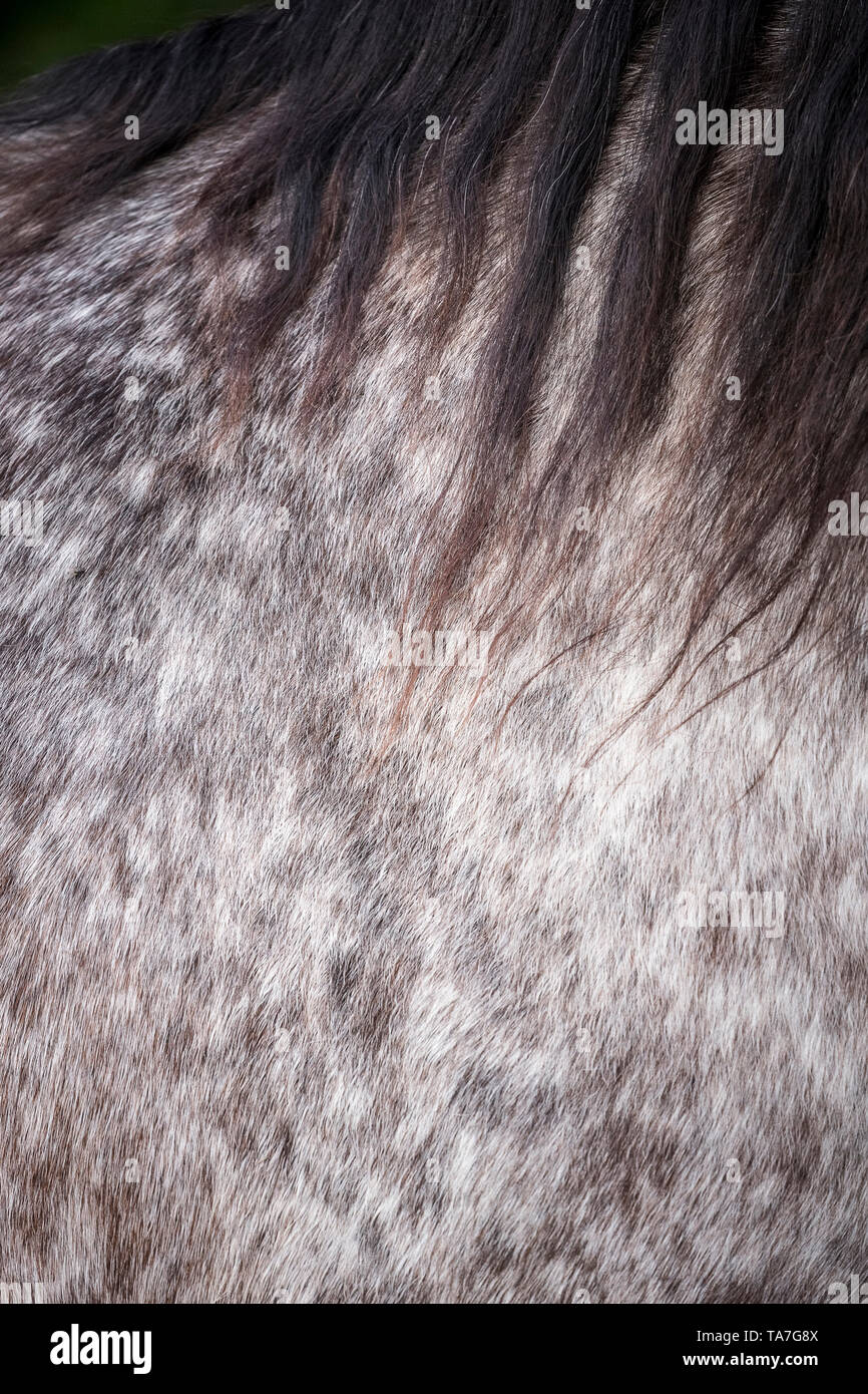 Knabstrup Horse. Close-up of coat of red roan gelding. Germany Stock Photo