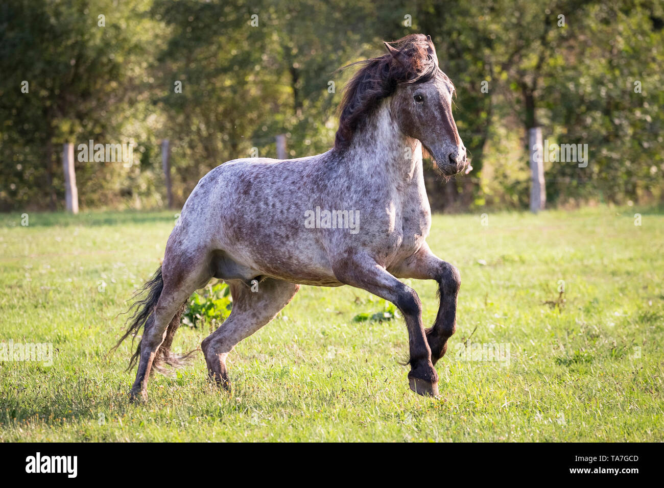 Knabstrup Horse. Red roan gelding galloping on a pasture. Germany Stock Photo