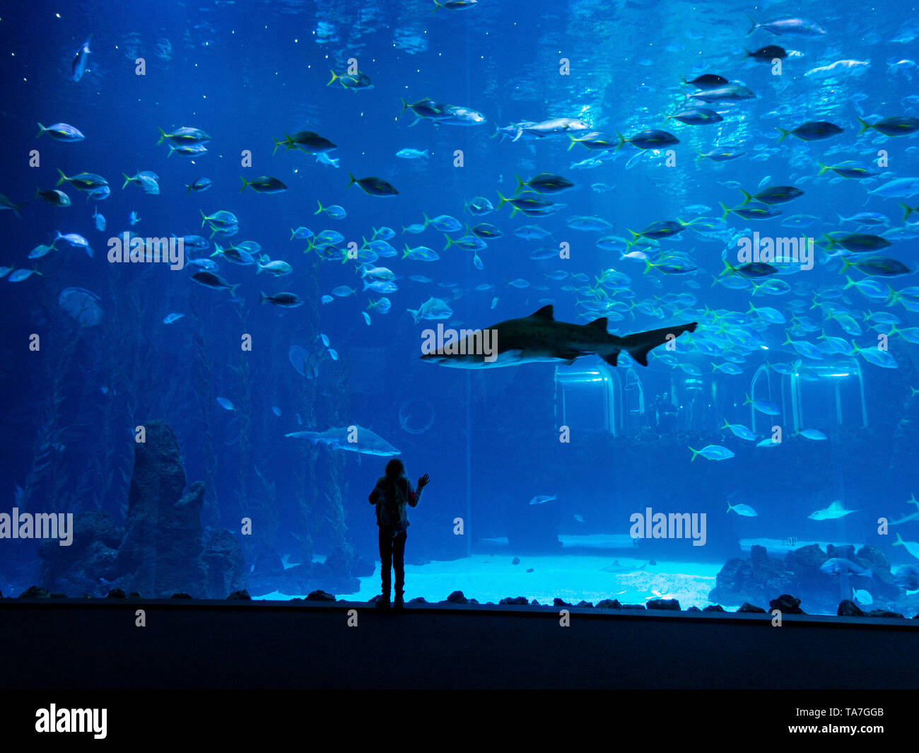 At Poema del Mar, the Las Palmas Aquarium, Grand Canaria, Spain. A girl  watching the shark swimming over her head Stock Photo - Alamy