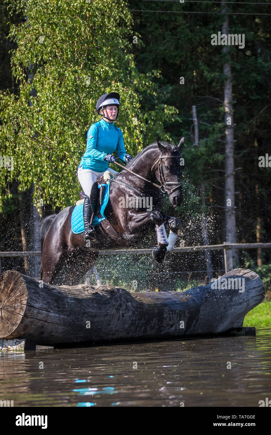 Hanoverian Horse. Rider on black gelding clearing an obstacle during a cross-country ride. Germany Stock Photo
