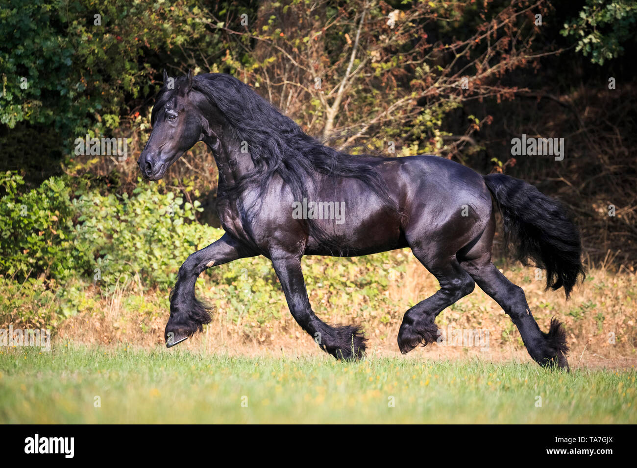 Frisian Horse. Black stallion trotting on a pasture. Germany Stock Photo