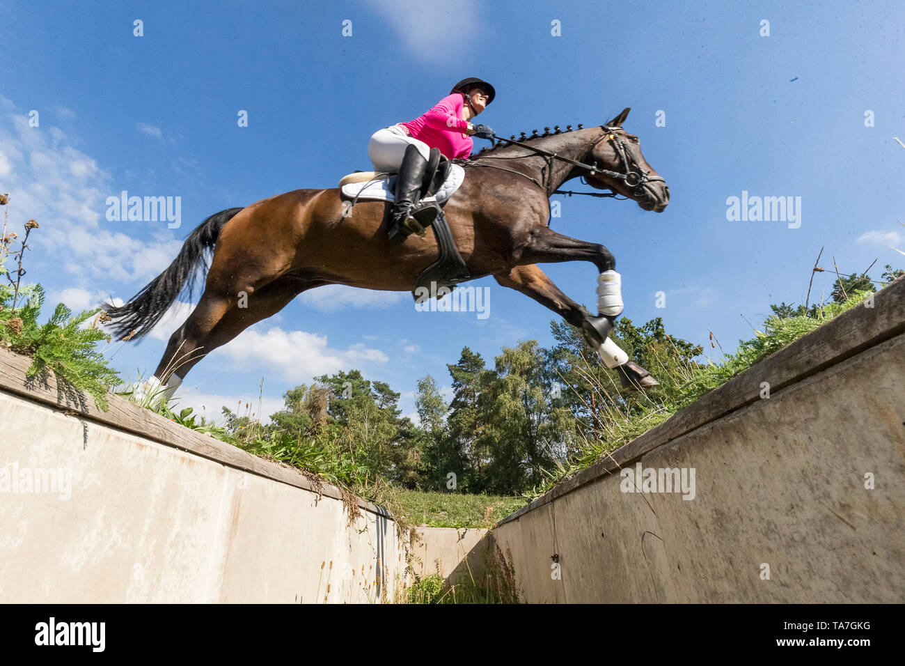 German Riding Pony. Rider on bay gelding clearing an obstacle during a cross-country ride. Germany Stock Photo