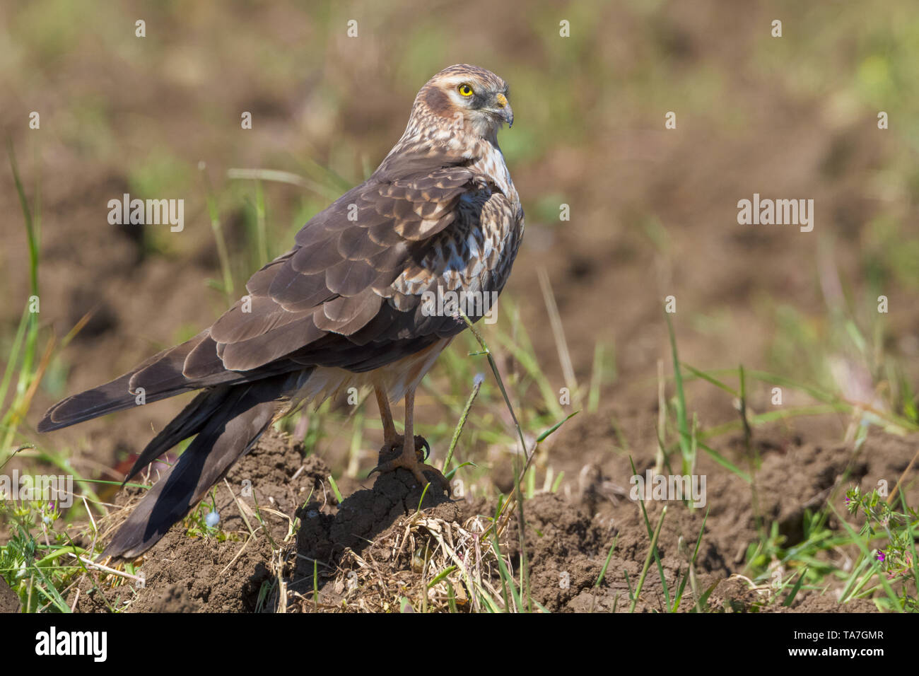 Montagu's Harrier (Circus pygargus), side view of a second year female standing on the ground Stock Photo