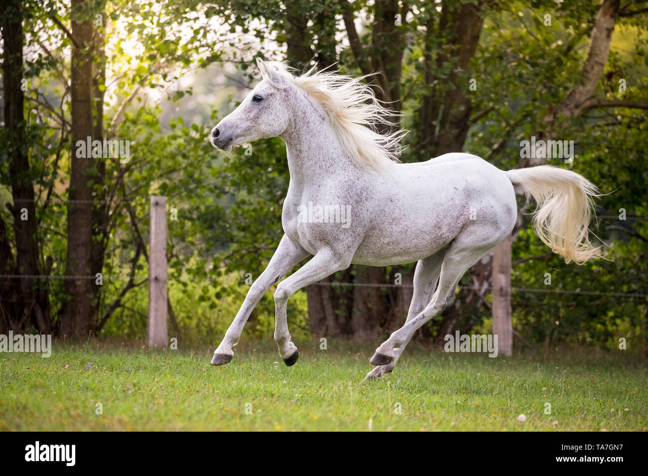 Flea Bitten Grey Arabian Horse