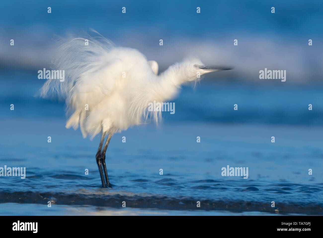 Little Egret (Egretta garzetta), adult shaking its plumage on the shore Stock Photo