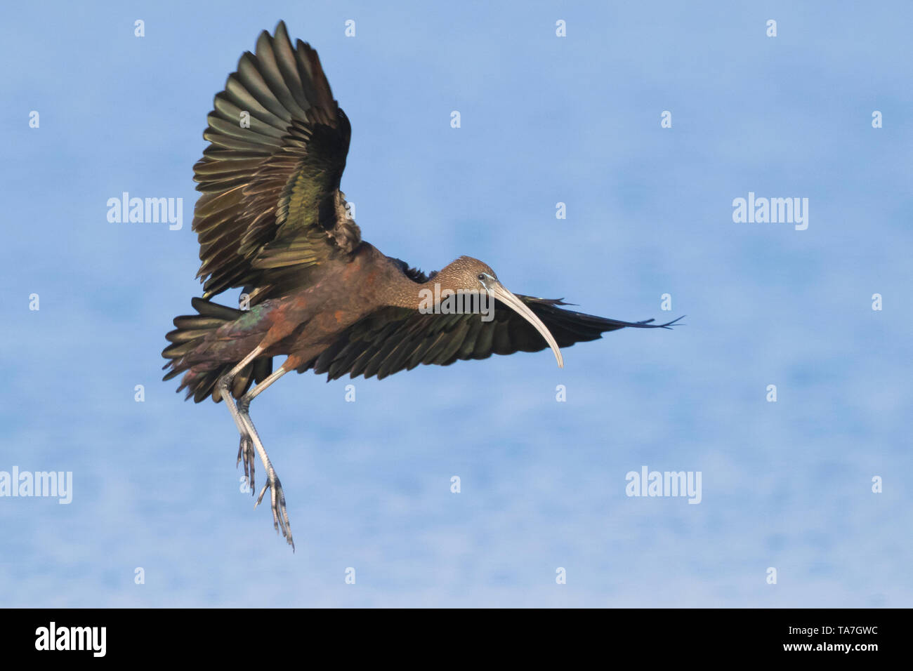 Glossy Ibis (Plegadis falcinellus), adult in flight in winter plumage Stock Photo