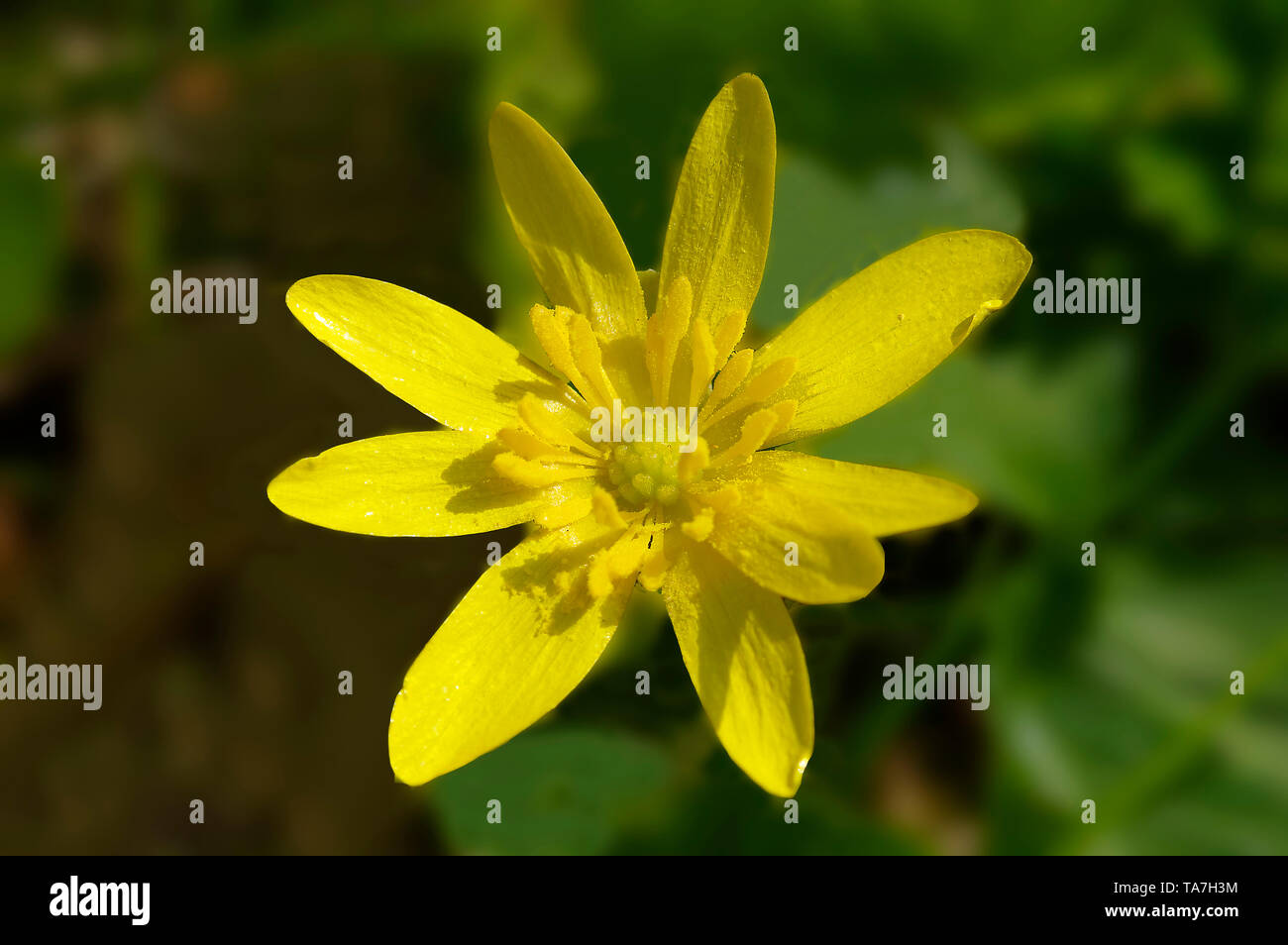 Lesser Celandine (Ranunculus ficaria), single flower. Germany Stock