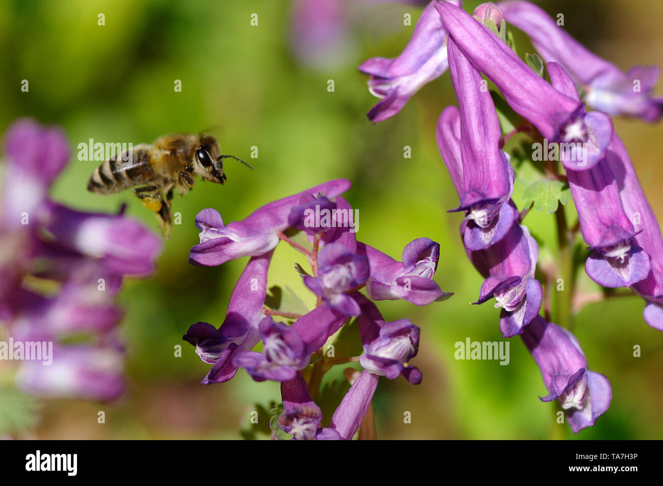 Honey Bee (Apis mellifica, Apis mellifera). Worker in flight above Fumewort (Corydalis solida) flowers Germany Stock Photo