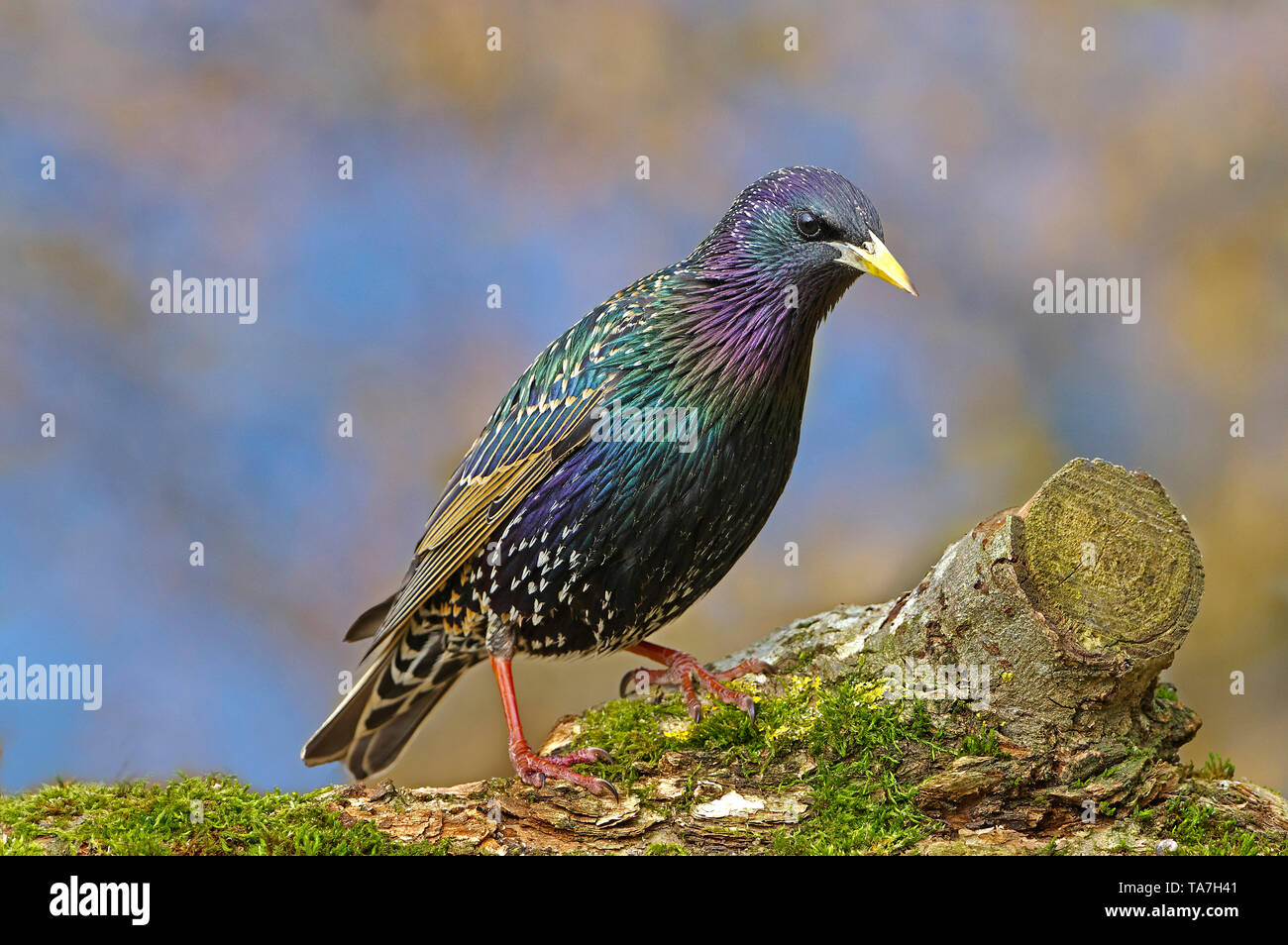 Common Starling (Sturnus vulgaris). Adult in breeding plumage standing mossy log. Germany Stock Photo