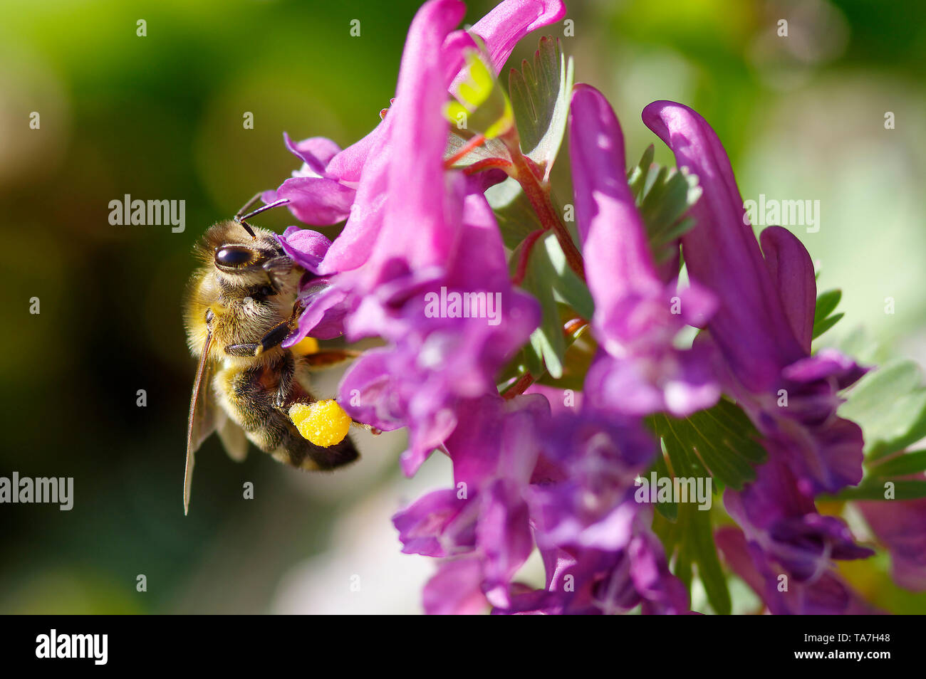 Honey Bee (Apis mellifica, Apis mellifera). Worker at Fumewort (Corydalis solida) flowers, with pollen baskets on hind legs. Germany Stock Photo