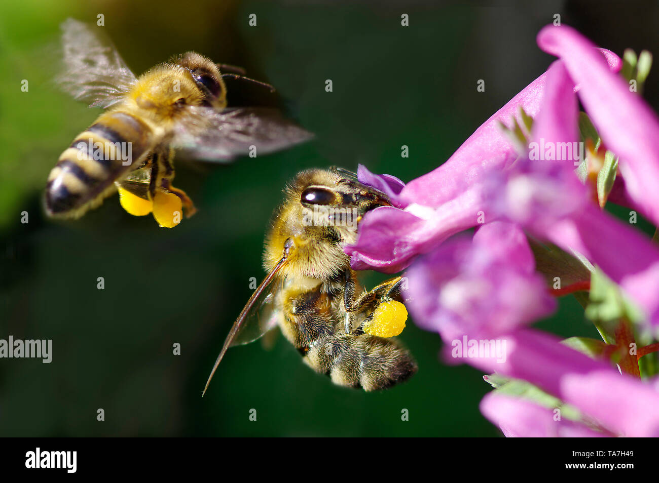 Honey Bee (Apis mellifica, Apis mellifera). Worker at Fumewort (Corydalis solida) flowers, another in landing approach. Both with pollen baskets on hind legs. Germany Stock Photo