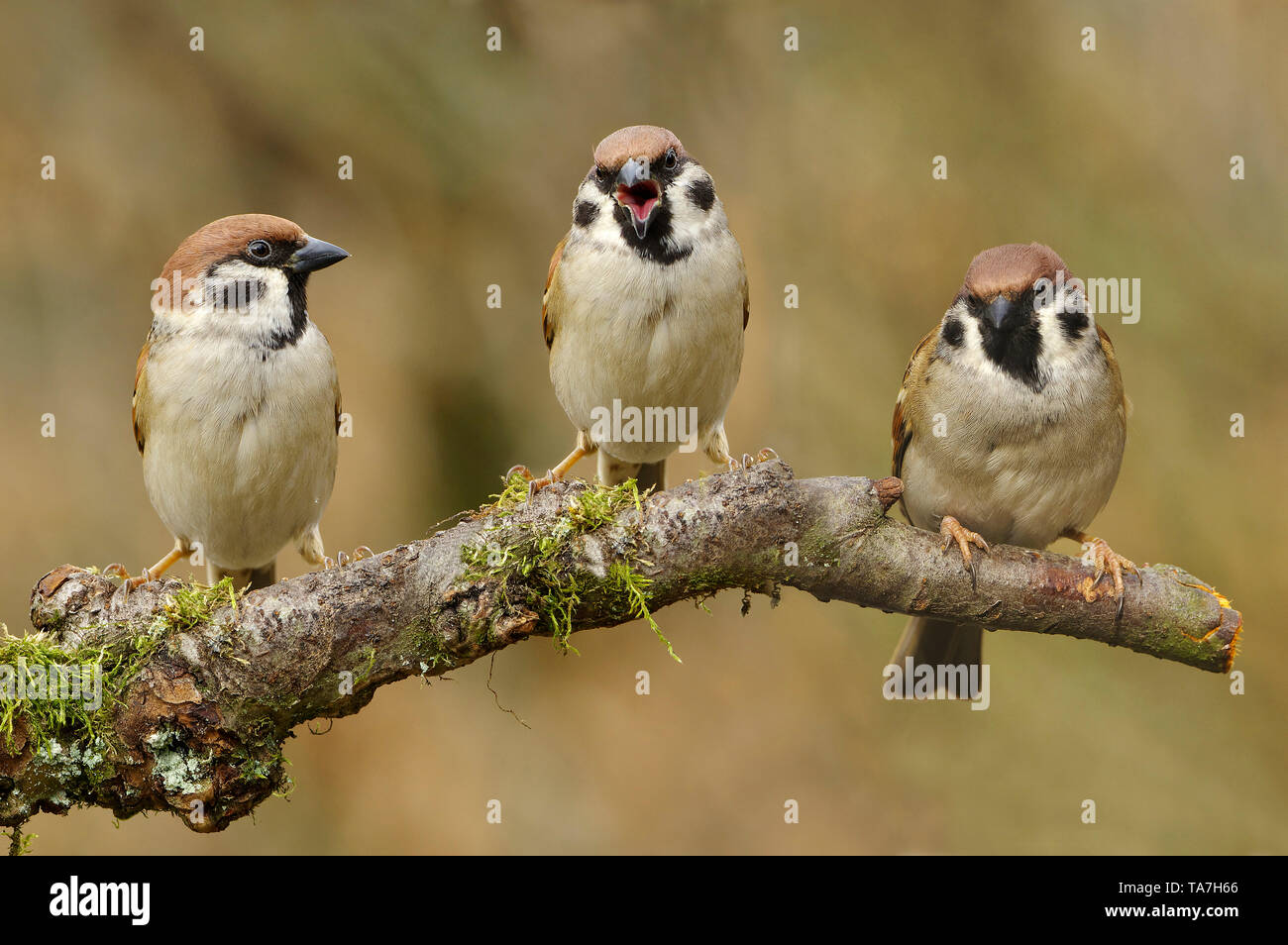 Tree Sparrow (Passer montanus). Three birds perched on a twig. the one in the middle is calling. Germany Stock Photo