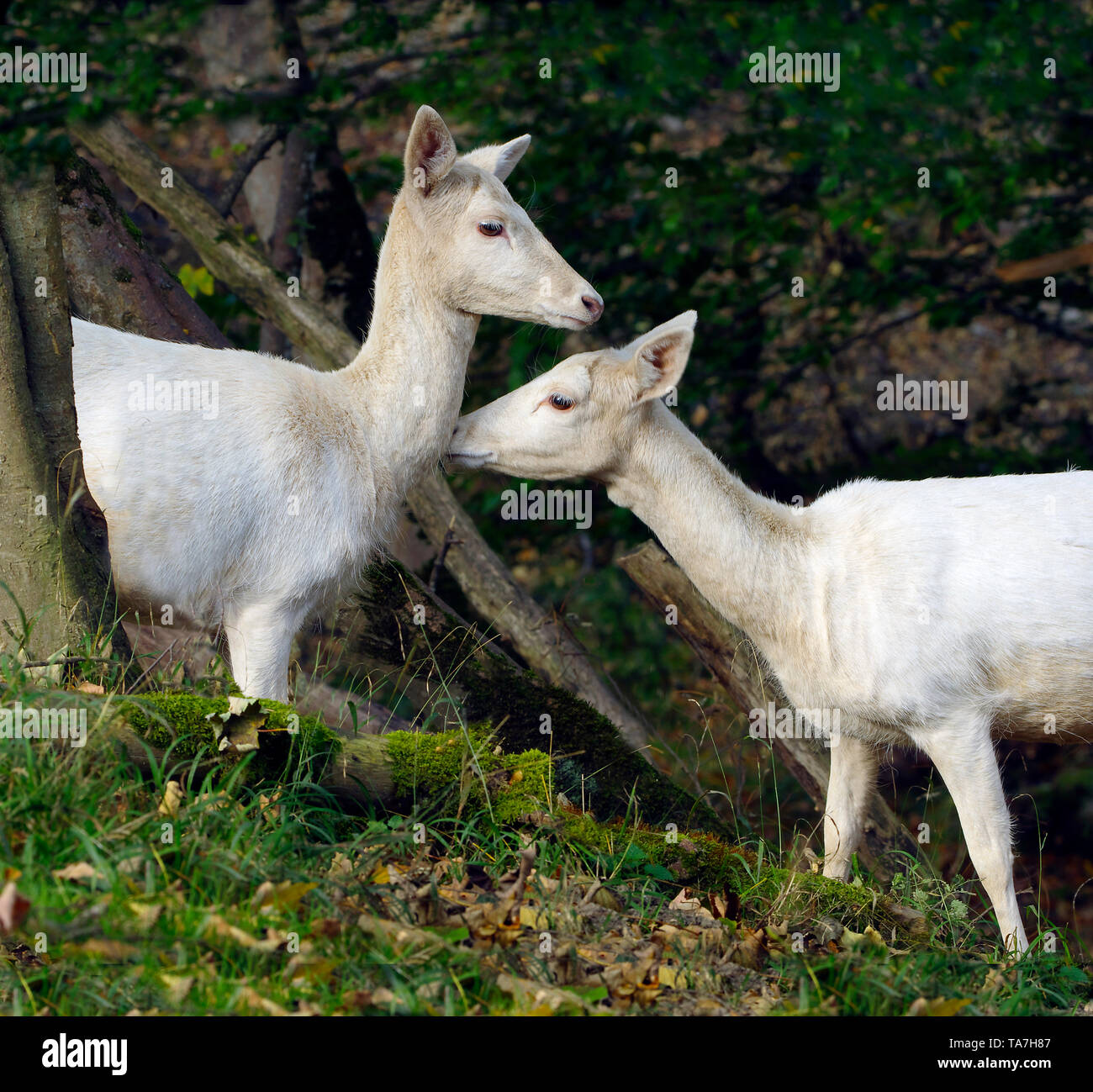 White Fallow Deer (Dama dama). Two does greeting each other tenderly. Germany Stock Photo