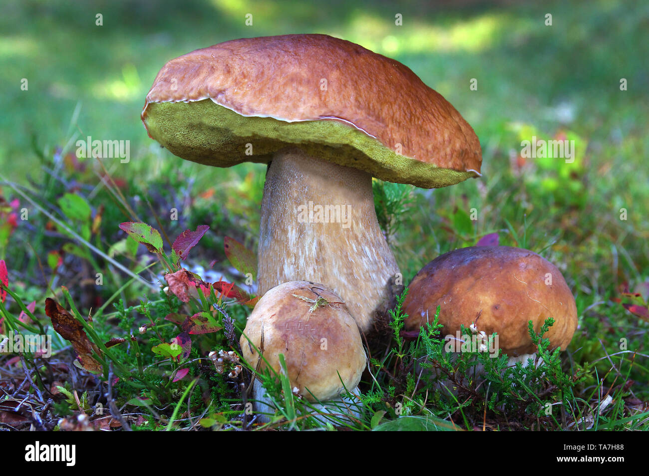 King Bolete, Porcini (Boletus edulis). Fruit bodies on a raised bog meadow. Austria Stock Photo