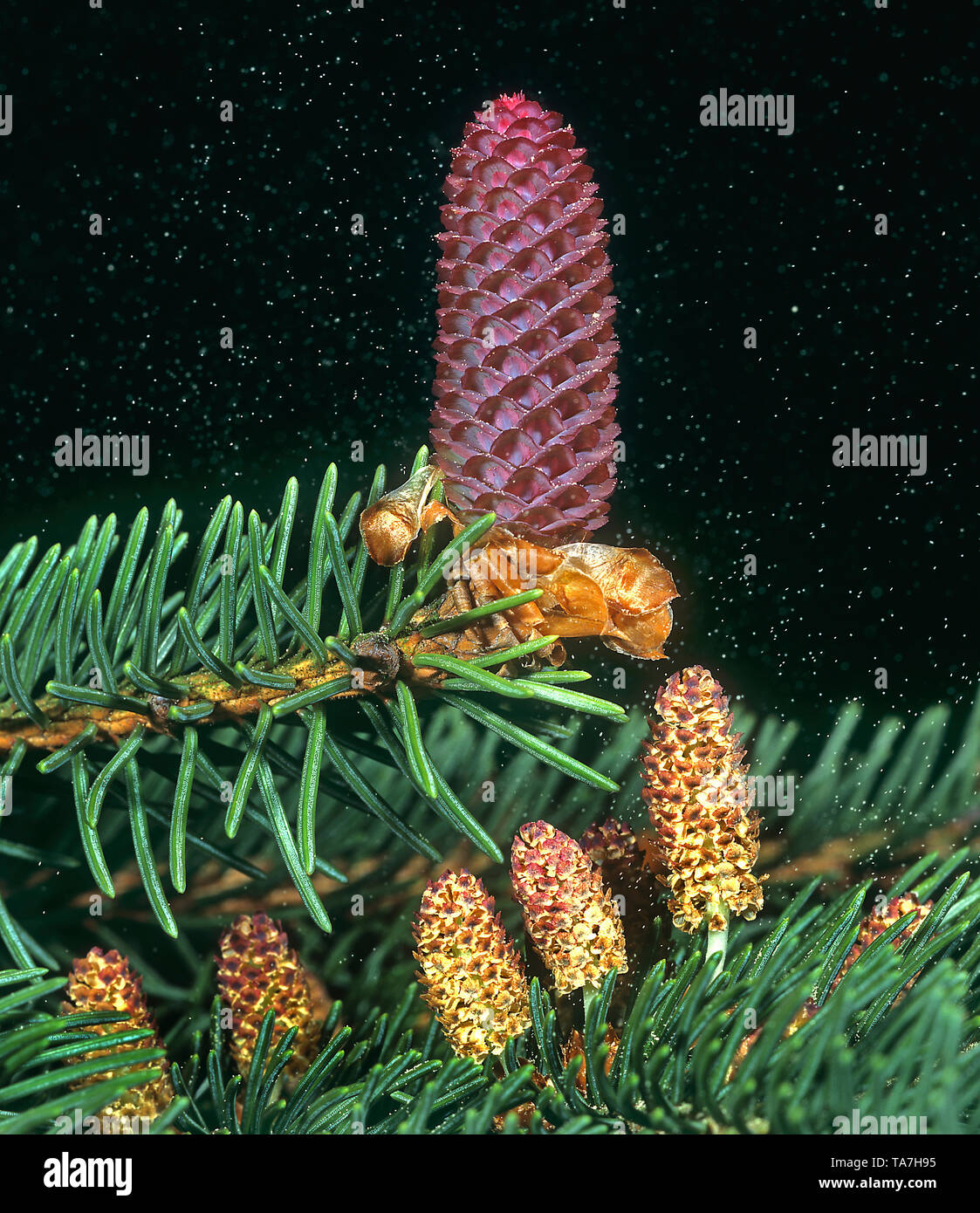 Common Spruce, Norway Spruce (Picea abies). Twig with female flower (above) and several male flowers (below) with pollen in the air (anemophily). Germany Stock Photo