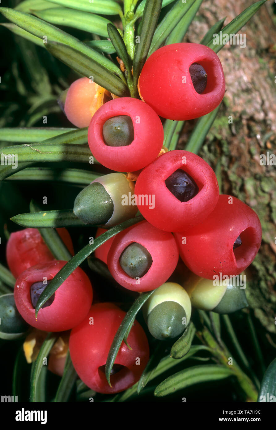 Common Yew, English Yew (Taxus baccata). Shoot with mature and immature