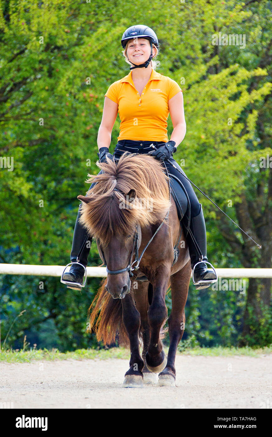 Icelandic Horse. Bay stallion stretching forward-downward. Austria Stock Photo