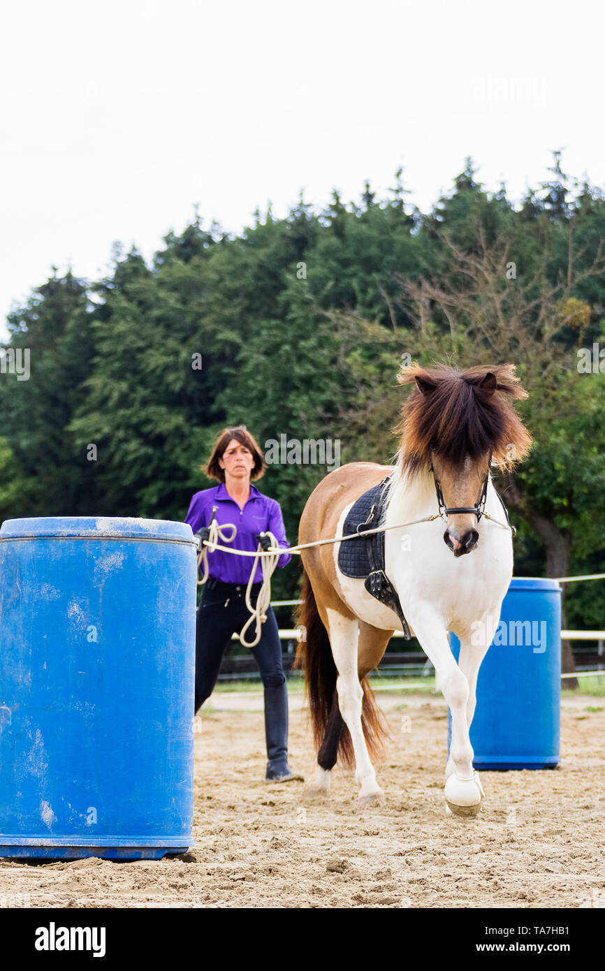 Ground driving, also called long-lining: Teaching a young horse to move forward with a person walking behind it, a precursor to both harness driving and having reins used by a mounted rider. Austria Stock Photo