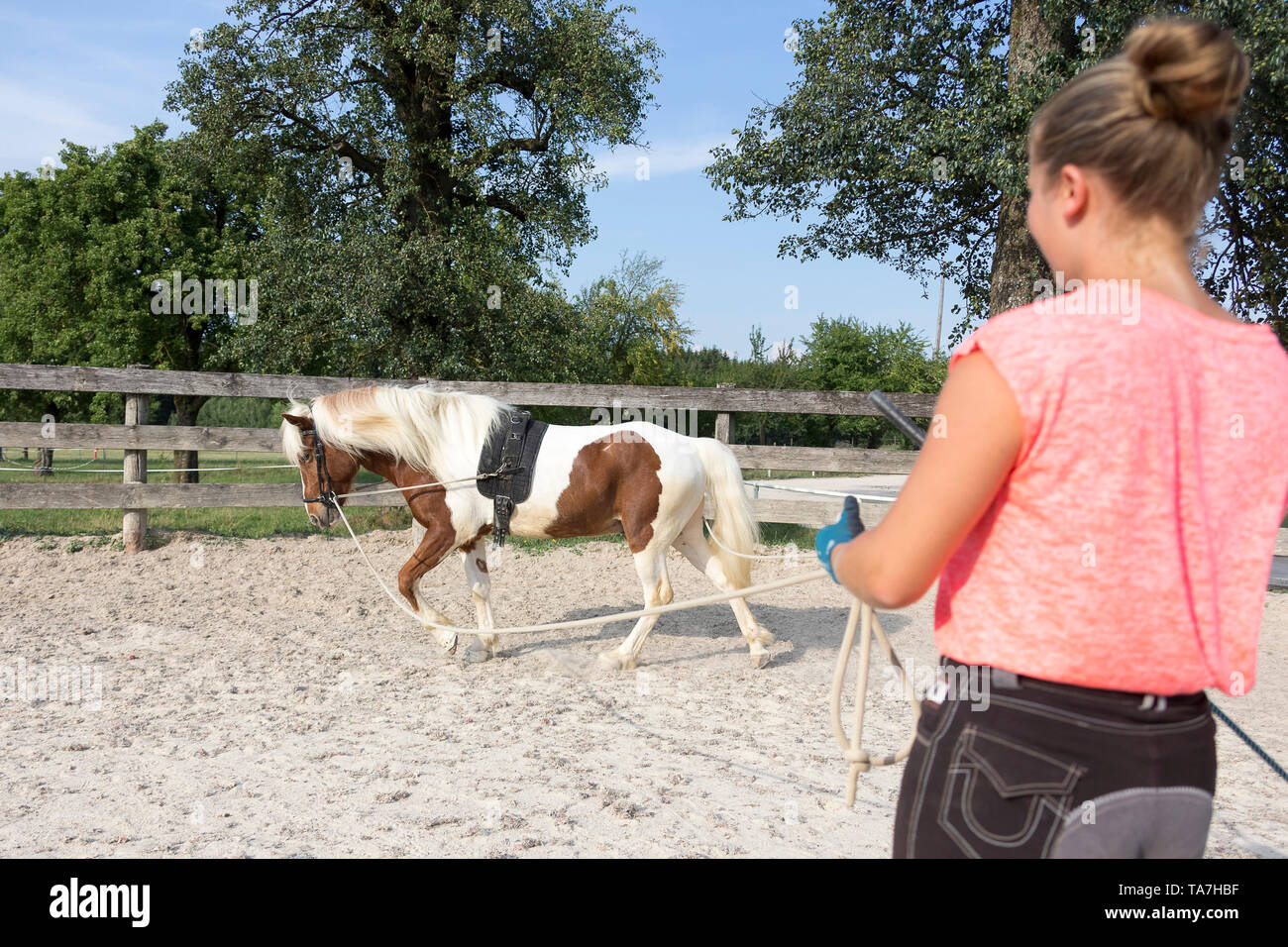 Icelandic Horse. Training of a young pinto horse, being longed. Austria Stock Photo