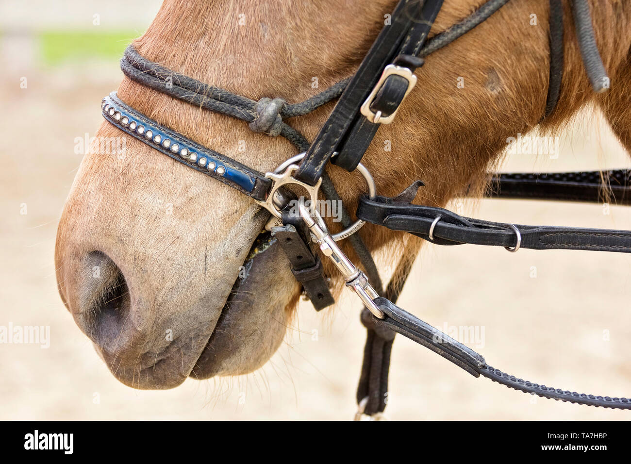 Icelandic Horse. Juvenile dun horse being trained, wearing rope halter