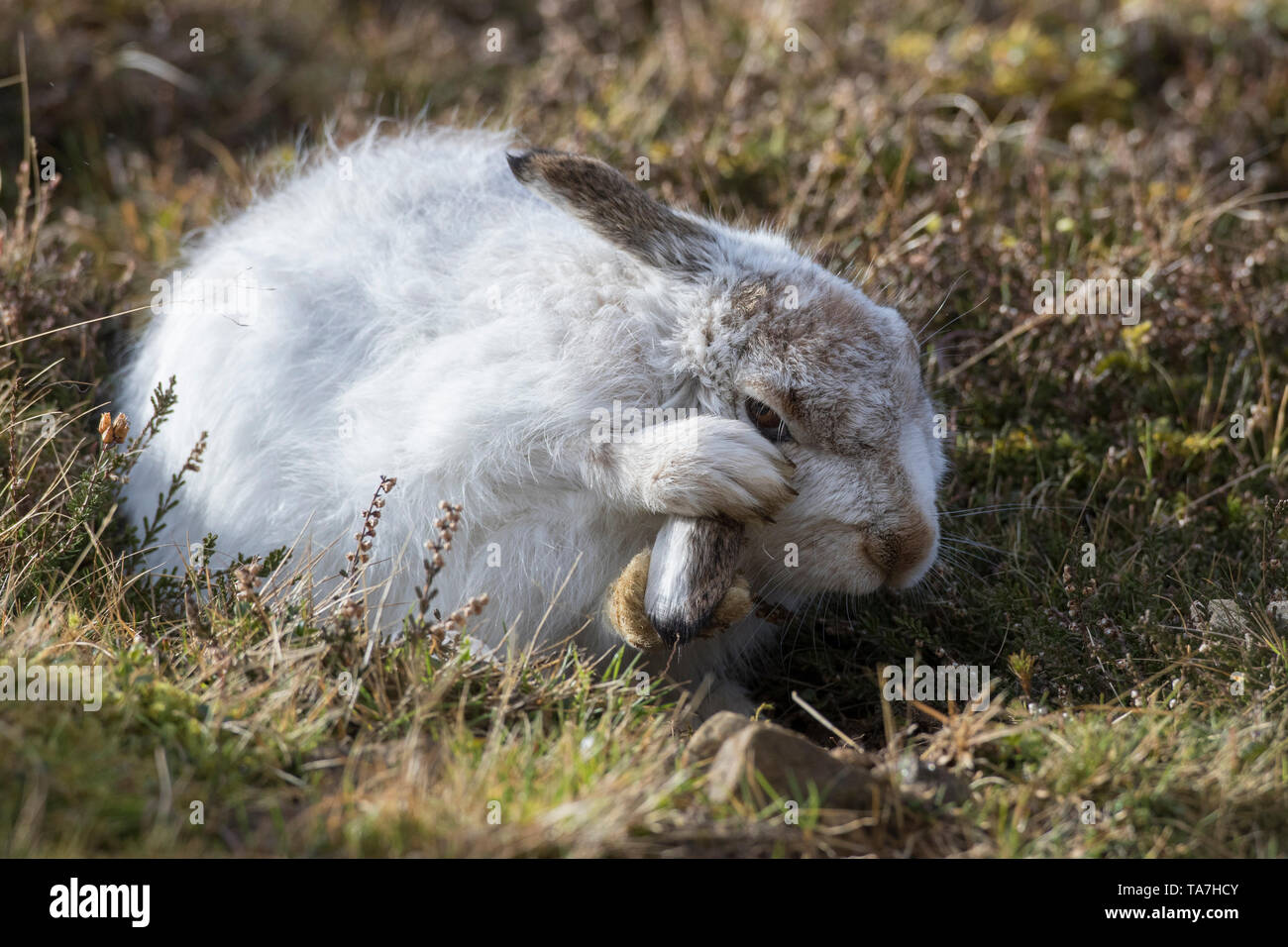 Mountain Hare (Lepus timidus). Adult in winter coat, grooming. Cairngorms National Park, Scotland Stock Photo