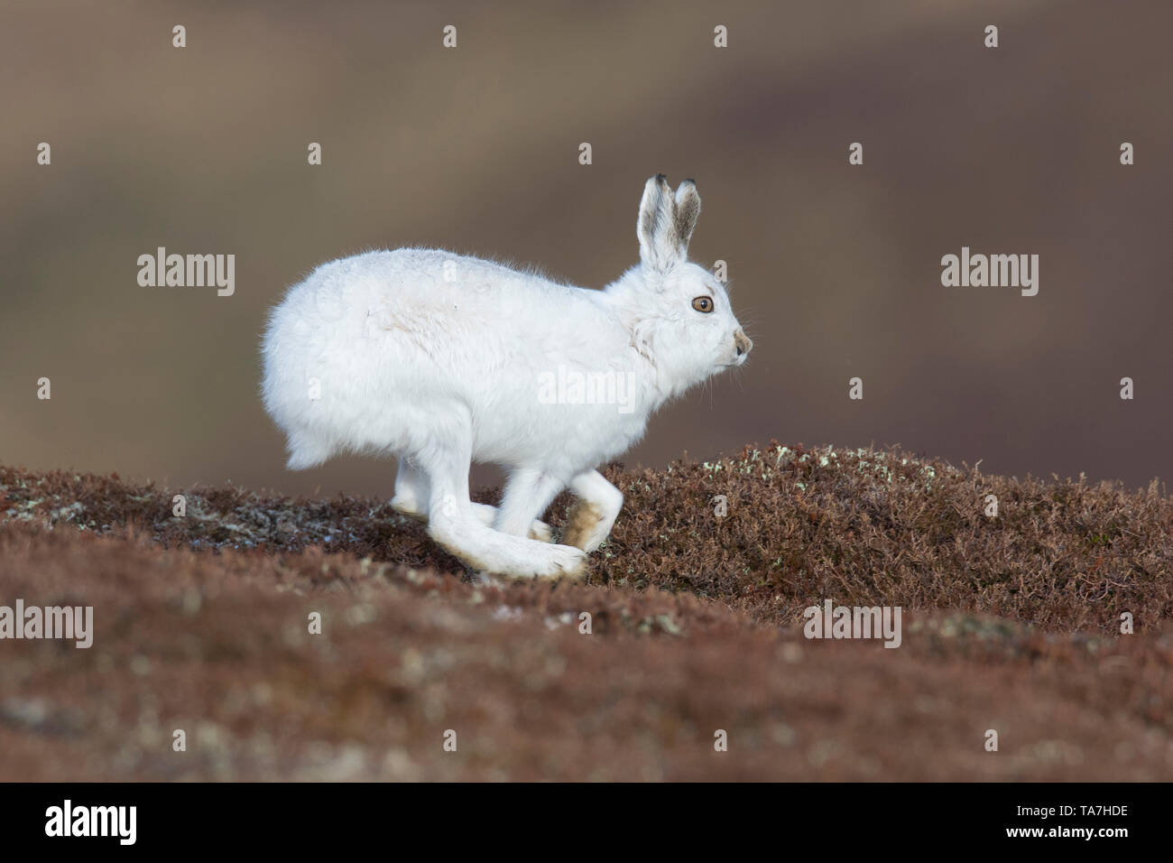 Mountain Hare (Lepus timidus), adult in white winter coat (pelage) running. Cairngorms National Park, Scotland Stock Photo