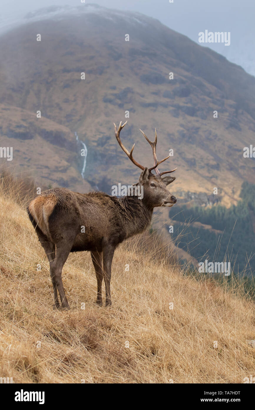 Red Deer (Cervus elaphus). Stag standing in Scotish Highlands. Scotland, Great Britain Stock Photo