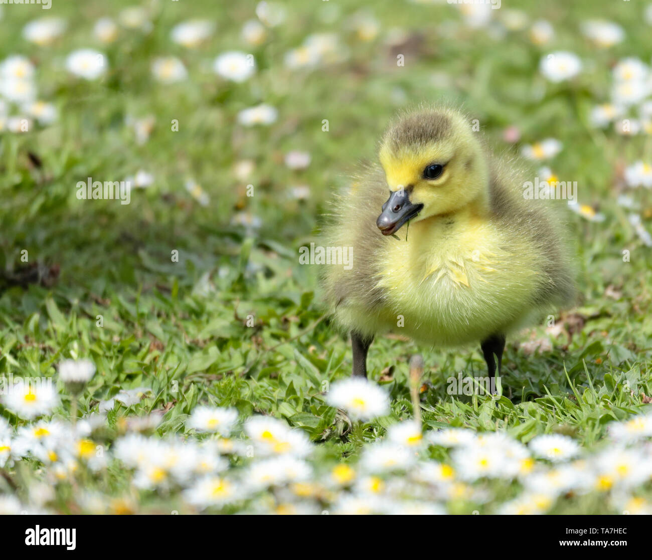 A Canada Goose's gosling grazing in the grass and daisies, one of many born at Sandall Park, Doncaster, UK in May 2019 Stock Photo