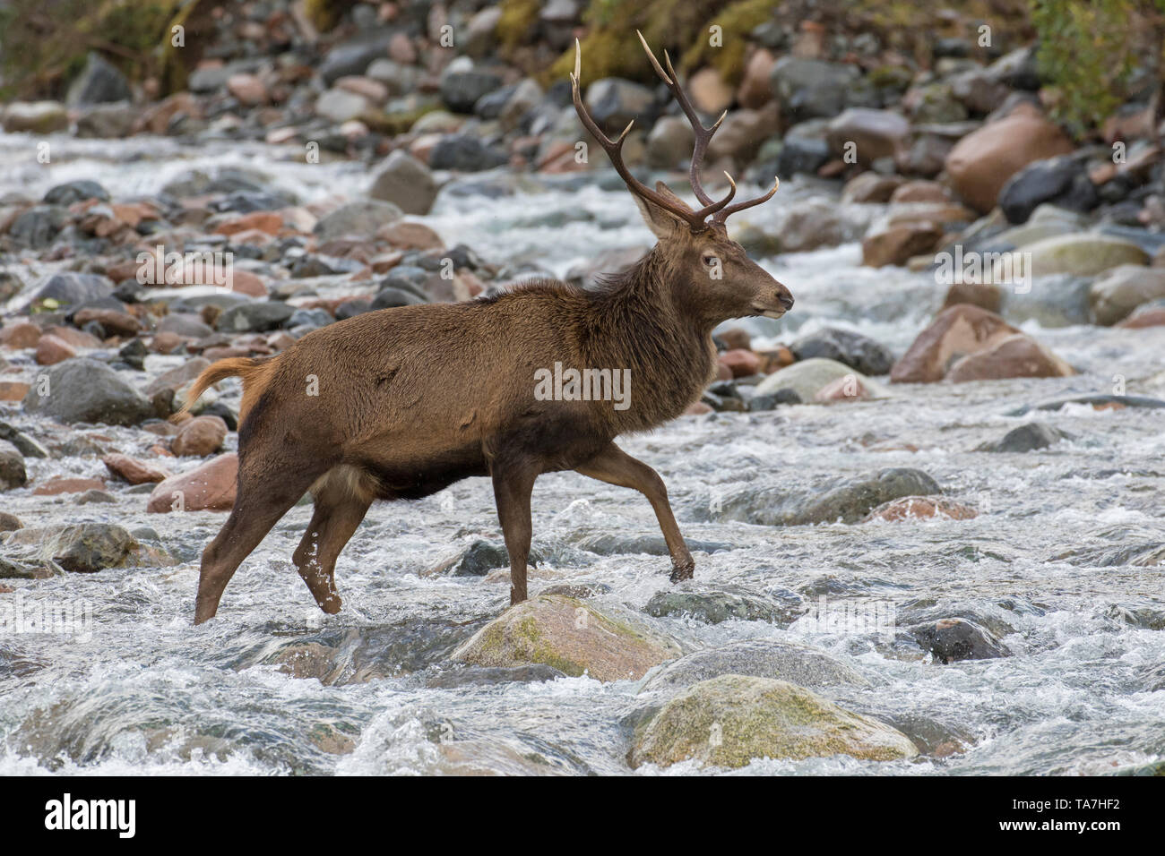 Red Deer (Cervus elaphus). Stag crossing a stream. Scotland, Great Britain Stock Photo