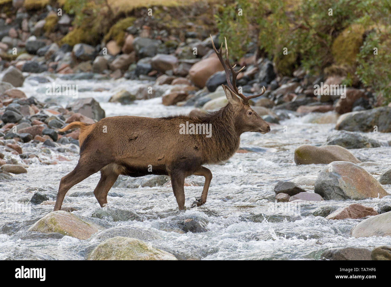 Red Deer (Cervus elaphus). Stag crossing a stream. Scotland, Great Britain Stock Photo