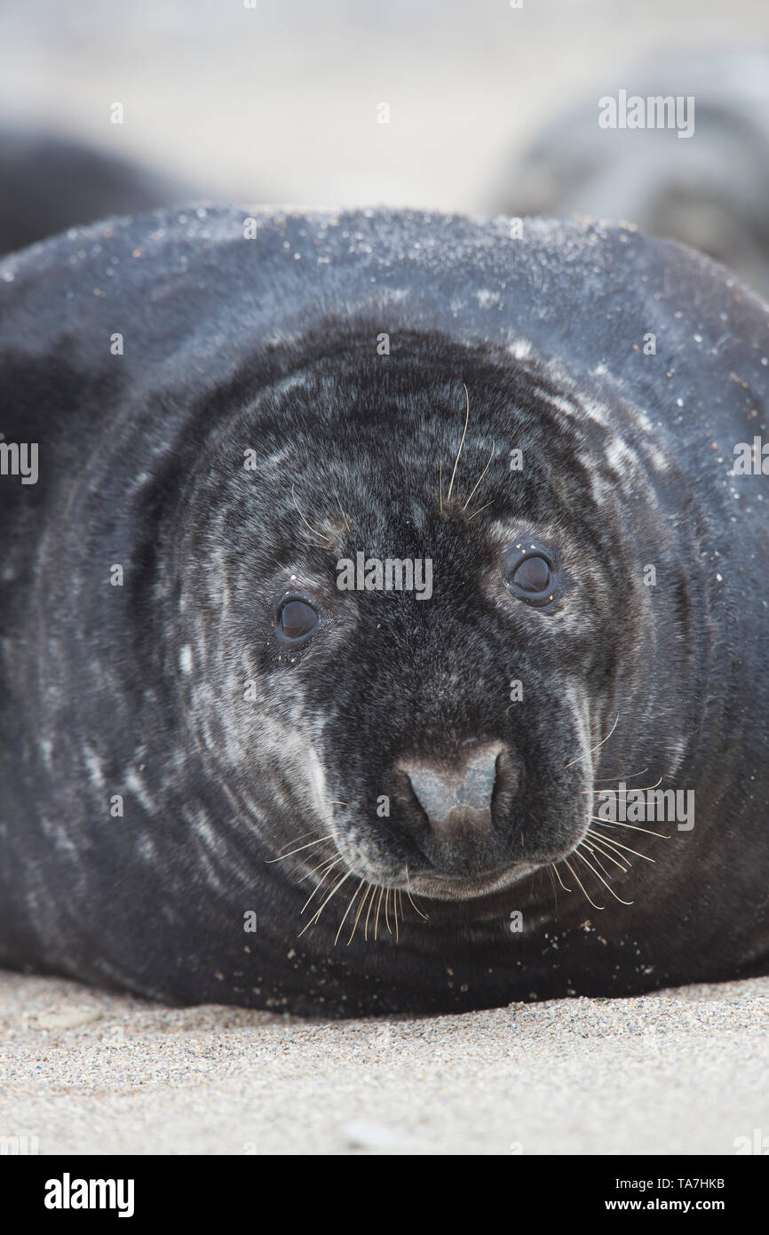 Grey Seal (Halichoerus grypus). Portrait of male, lying on a beach. Helgoland, Germany Stock Photo