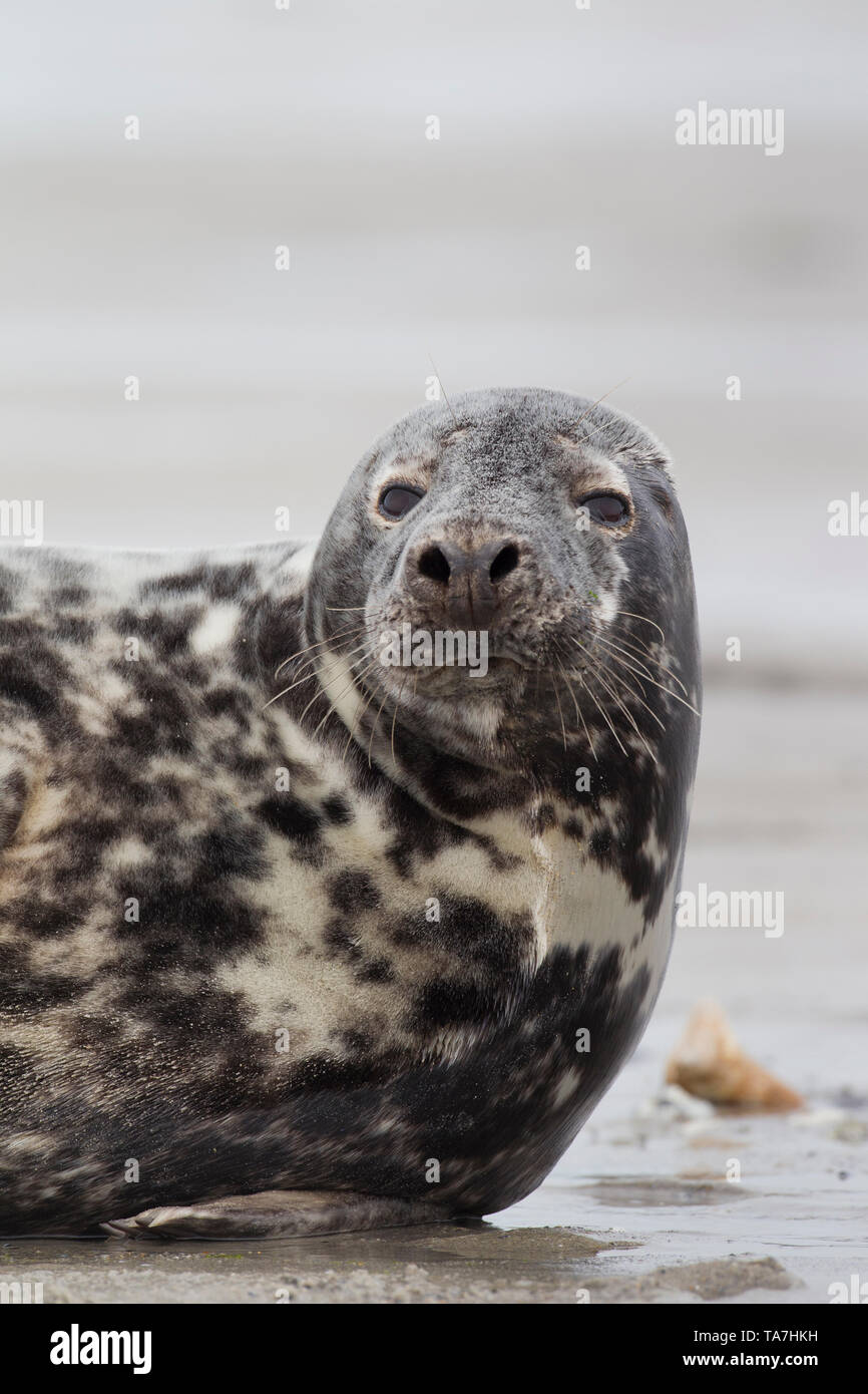Grey Seal (Halichoerus grypus). Portrait of female, lying on a beach. Helgoland, Germany Stock Photo