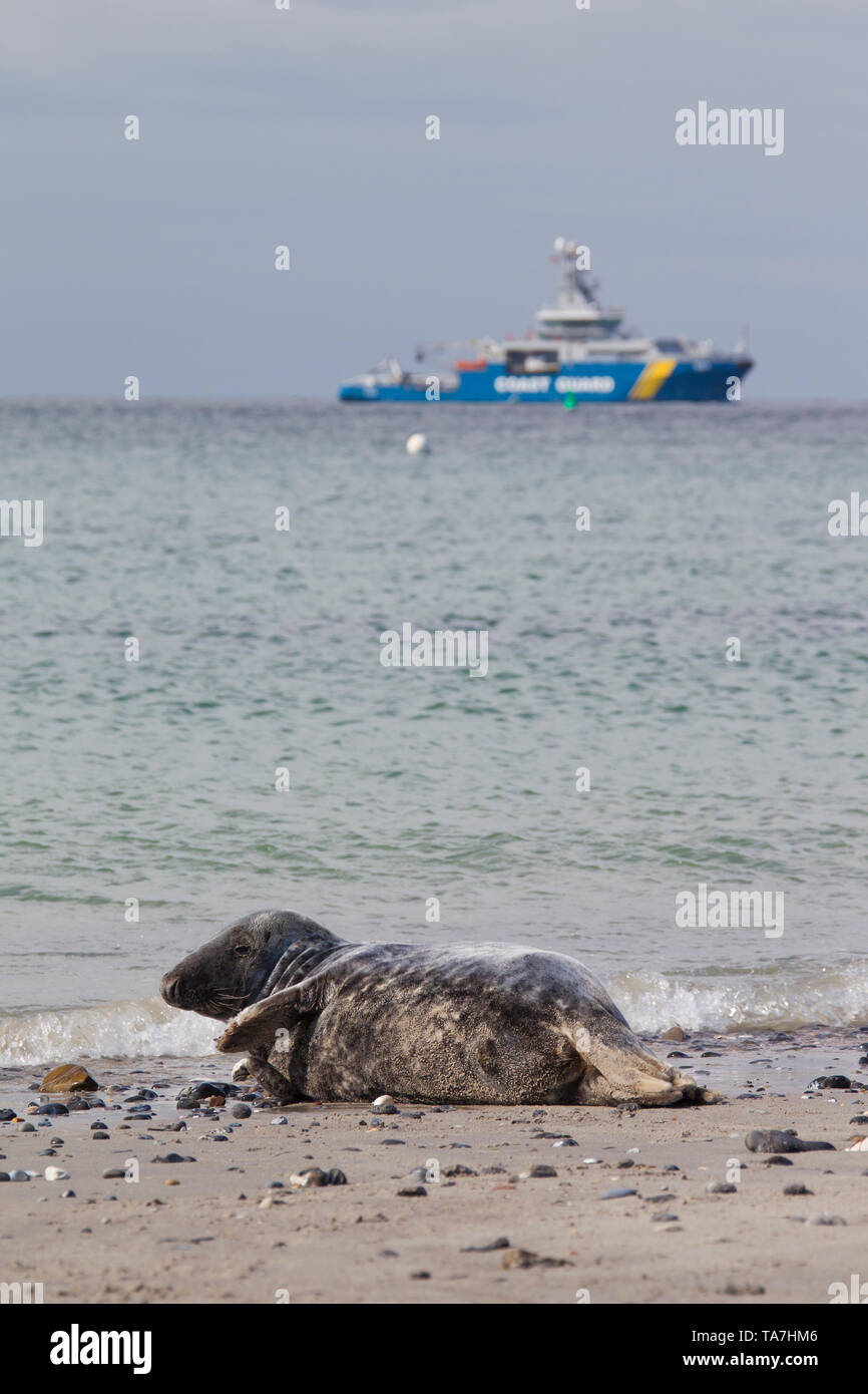 Grey Seal (Halichoerus grypus). resting on a beach with ship in background, Helgoland, Germany Stock Photo